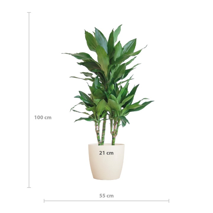 Dracaena  Janet Lindt With Viber White - 95Cm - Ø21