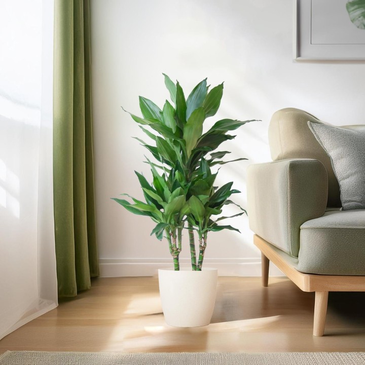 Dracaena  Janet Lindt With Viber White - 95Cm - Ø21