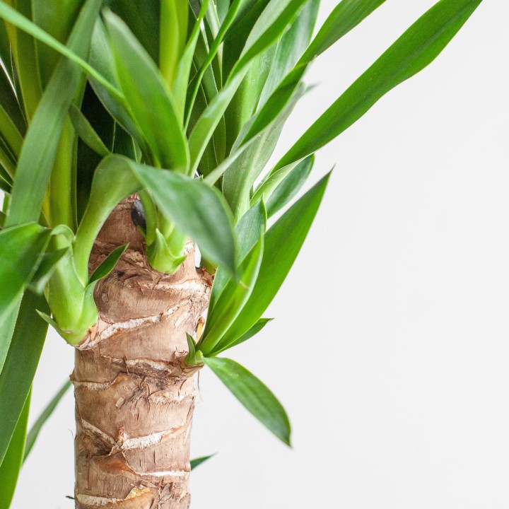 Dracaena  Janet Lindt With Viber White - 95Cm - Ø21