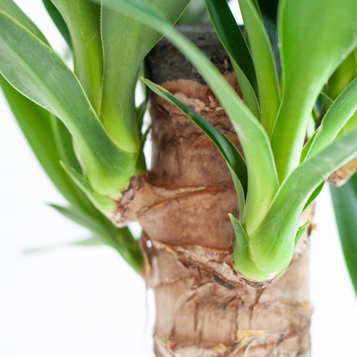Dracaena  Janet Lindt With Viber White - 95Cm - Ø21