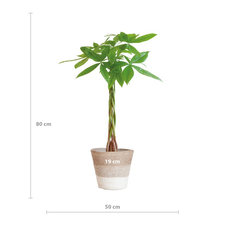 Pachira Aquatica With Basket Lissabon White - 80Cm - Ø21