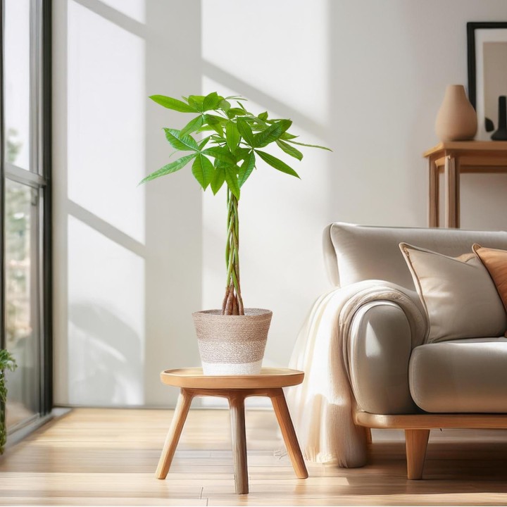 Pachira Aquatica With Basket Lissabon White - 80Cm - Ø21