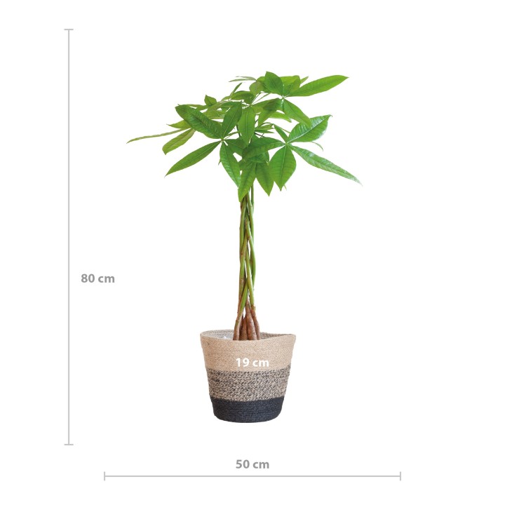 Pachira Aquatica With Basket Lissabon Black - 80Cm - Ø21