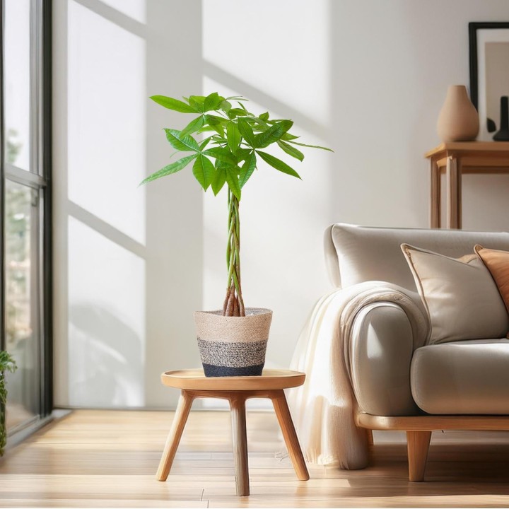 Pachira Aquatica With Basket Lissabon Black - 80Cm - Ø21