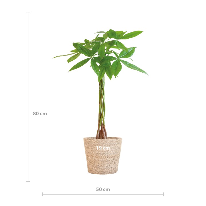 Pachira Aquatica With Sofia Basket Natural  - 80Cm - Ø21