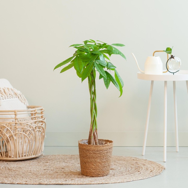 Pachira Aquatica With Sofia Basket Natural  - 80Cm - Ø21