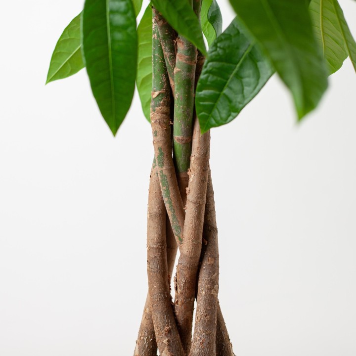 Pachira Aquatica With Sofia Basket Natural  - 80Cm - Ø21