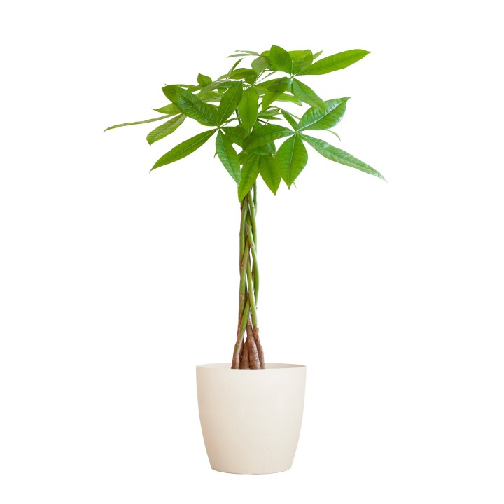 Pachira Aquatica With Viber White - 80Cm - Ø21
