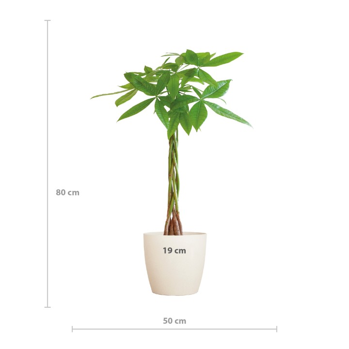 Pachira Aquatica With Viber White - 80Cm - Ø21