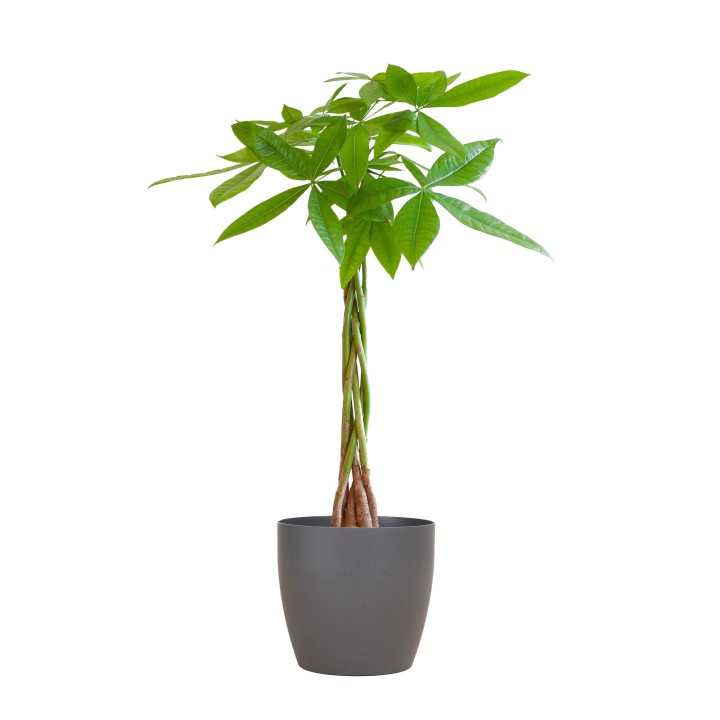 Pachira Aquatica With Viber Gray - 80Cm - Ø21