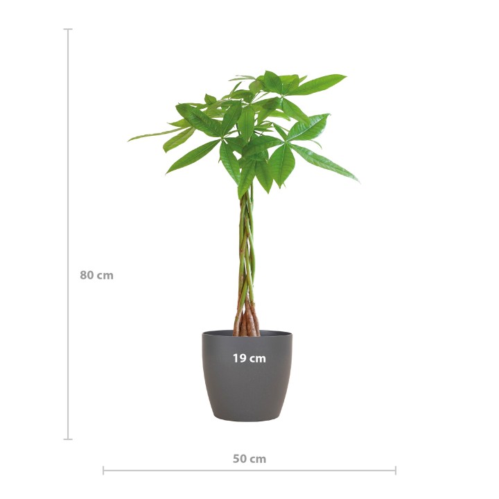 Pachira Aquatica With Viber Gray - 80Cm - Ø21
