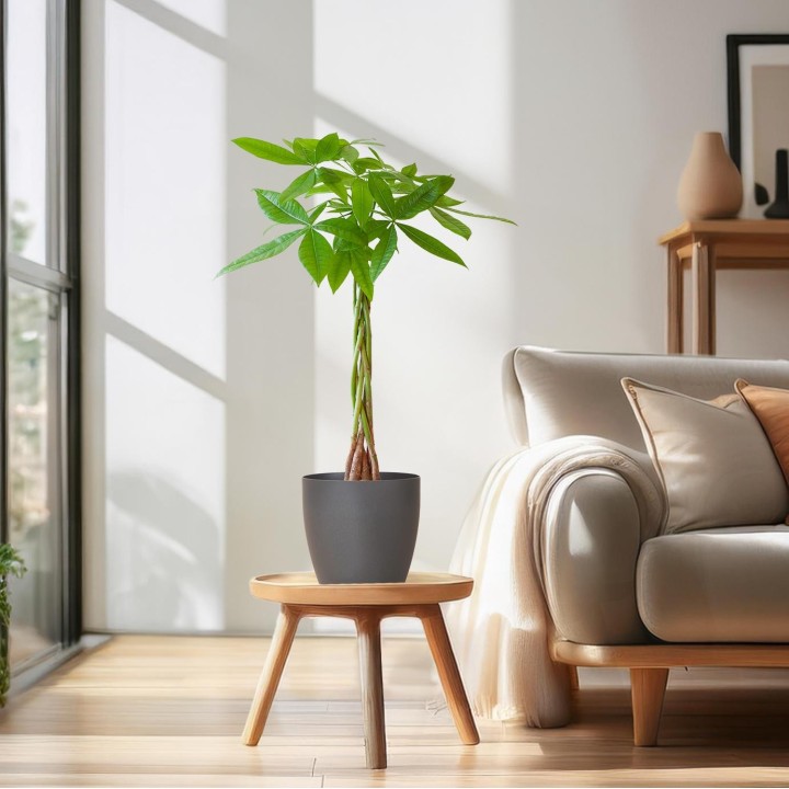 Pachira Aquatica With Viber Gray - 80Cm - Ø21