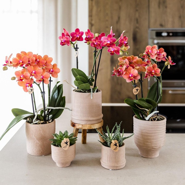 Kolibri Orchids | Red Orchid Congo + Bali Decorative Pot Sand - Pot Size Ø9Cm | Flowering Houseplant - Fresh From The Grower