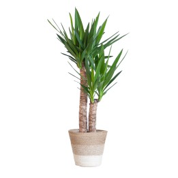 Yucca Elephantipes With Basket Lisbon White - 90Cm - Ø21