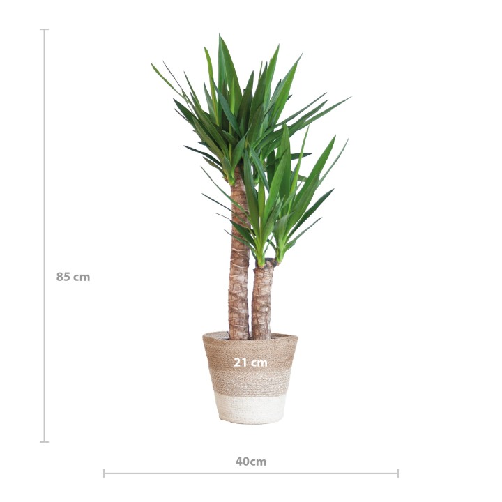 Yucca Elephantipes With Basket Lisbon White - 90Cm - Ø21