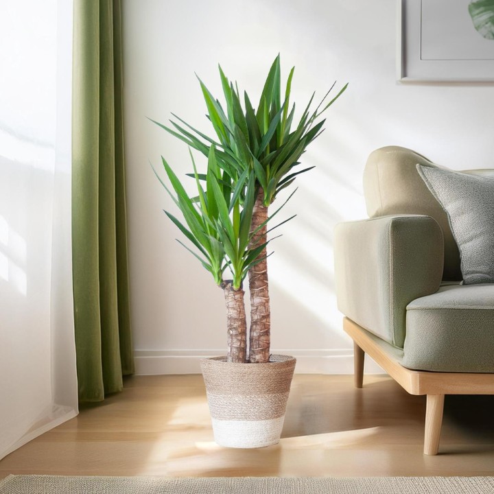 Yucca Elephantipes With Basket Lisbon White - 90Cm - Ø21