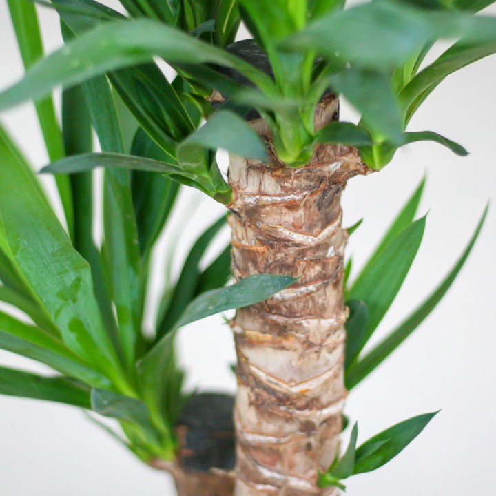 Yucca Elephantipes With Basket Lisbon White - 90Cm - Ø21