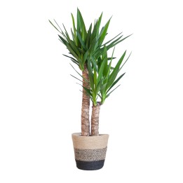 Yucca Elephantipes With Basket Lisbon Black - 90Cm - Ø21
