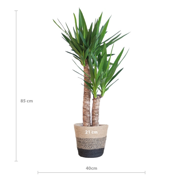 Yucca Elephantipes With Basket Lisbon Black - 90Cm - Ø21