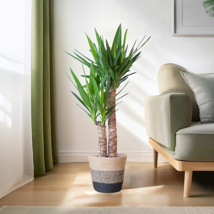 Yucca Elephantipes With Basket Lisbon Black - 90Cm - Ø21