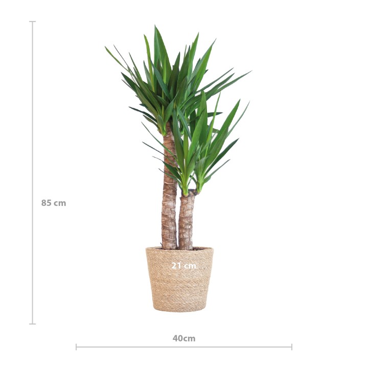 Yucca Elephantipes With Sofia Basket Natural - 90Cm - Ø21