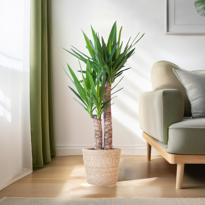 Yucca Elephantipes With Sofia Basket Natural - 90Cm - Ø21