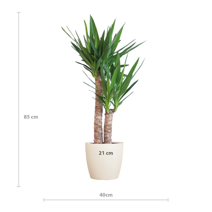 Yucca Elephantipes With Viber White - 90Cm - Ø21