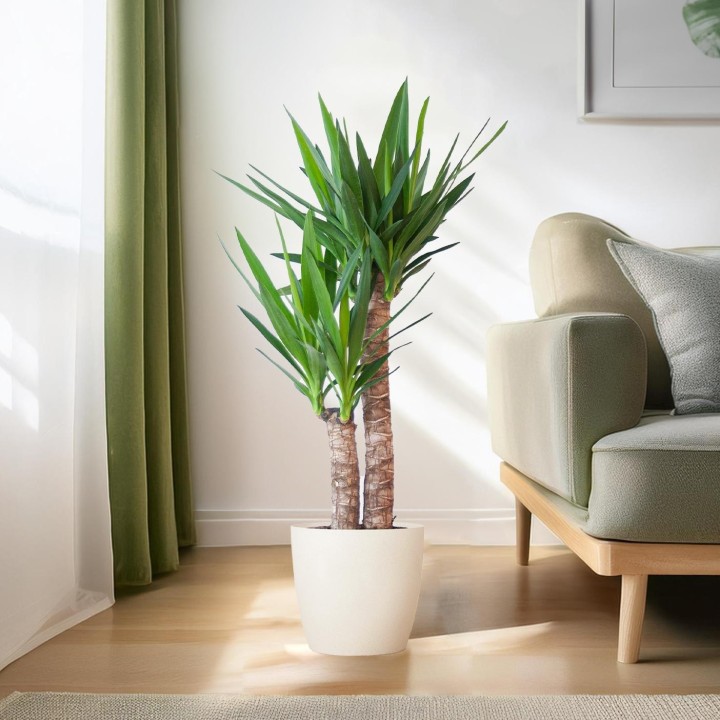 Yucca Elephantipes With Viber White - 90Cm - Ø21