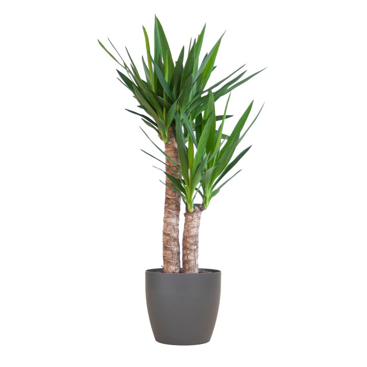 Yucca Elephantipes With Viber Black - 90Cm - Ø21