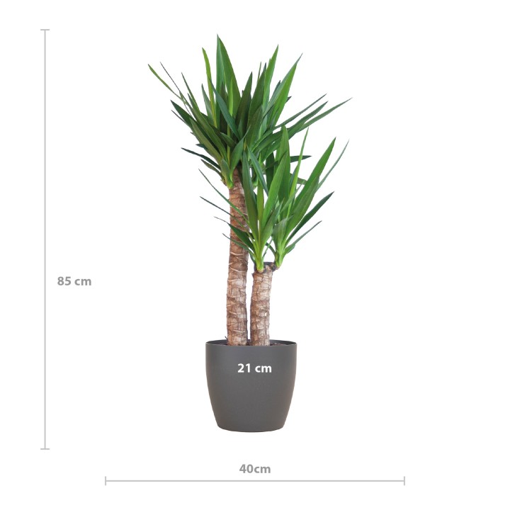 Yucca Elephantipes With Viber Black - 90Cm - Ø21