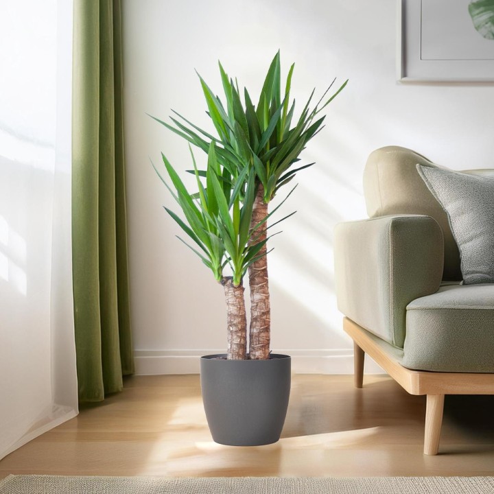 Yucca Elephantipes With Viber Black - 90Cm - Ø21