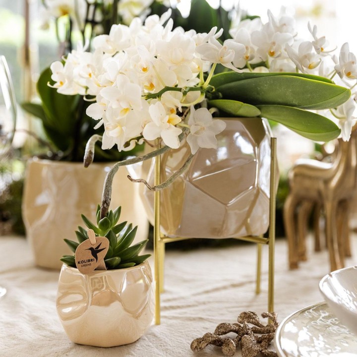 Kolibri Home | Combo Deal - Pearl Travertine Pots
