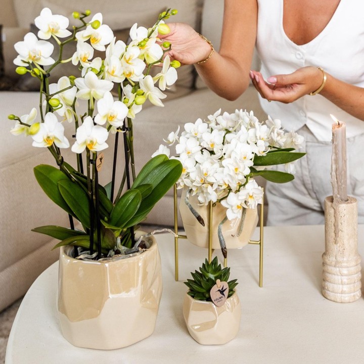 Kolibri Home | Combo Deal - Pearl Travertine Pots