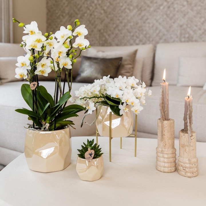 Kolibri Home | Combo Deal - Pearl Travertine Pots