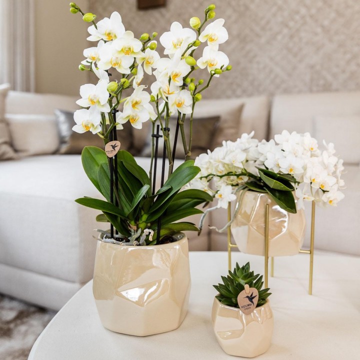 Kolibri Home | Combo Deal - Pearl Travertine Pots