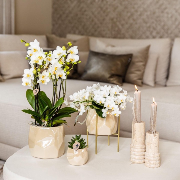 Kolibri Home | Combo Deal - Pearl Travertine Pots