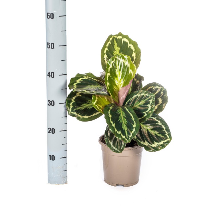 Calathea Medallion Ø17Cm - ↕40 - 50Cm