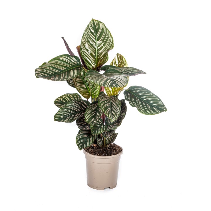 Calathea Ornata Sanderiana Ø17Cm - ↕40 - 50Cm