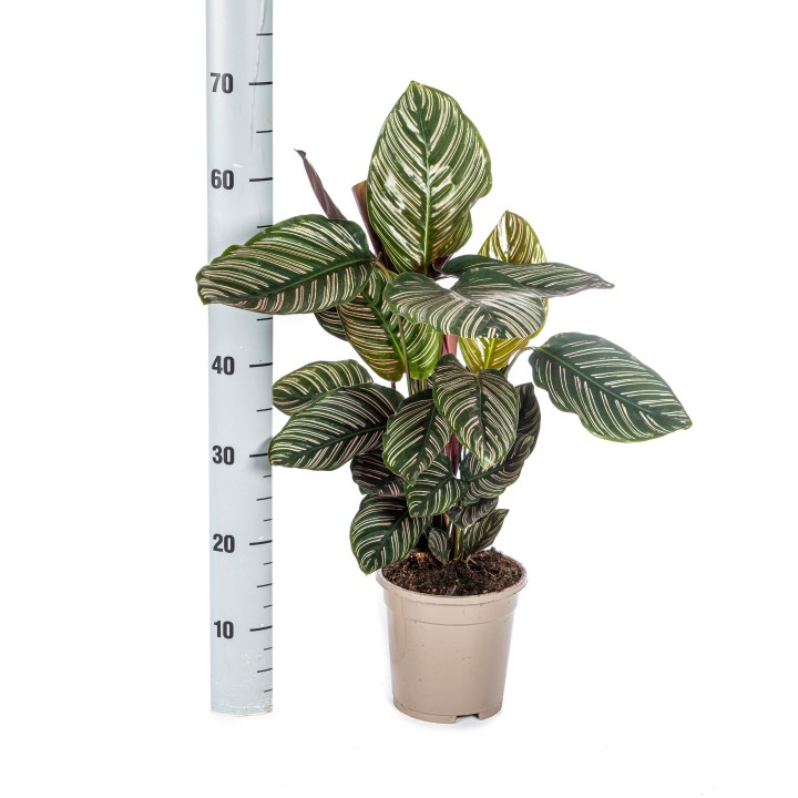 Calathea Ornata Sanderiana Ø17Cm - ↕40 - 50Cm