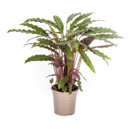 Calathea Rufibarba Ø17Cm - ↕40 - 50Cm