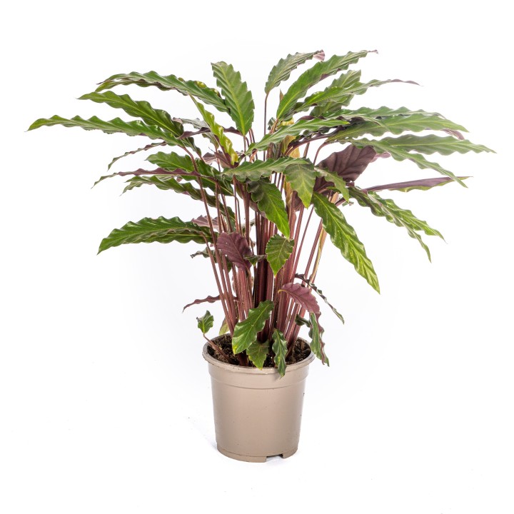 Calathea Rufibarba Ø17Cm - ↕40 - 50Cm