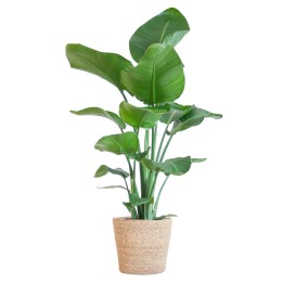 Strelitzia Nicolai With Basket Sofia Natural - 80Cm - Ø21