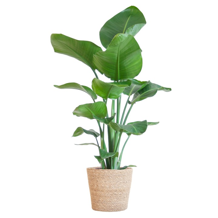Strelitzia Nicolai With Basket Sofia Natural - 80Cm - Ø21