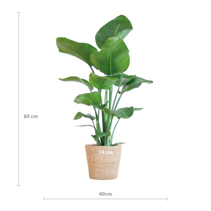 Strelitzia Nicolai With Basket Sofia Natural - 80Cm - Ø21