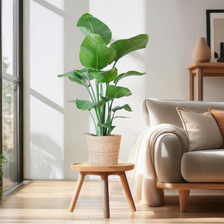 Strelitzia Nicolai With Basket Sofia Natural - 80Cm - Ø21