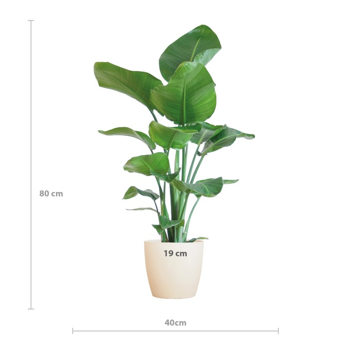 Strelitzia Nicolai With Viber Pot White - 80Cm - Ø21