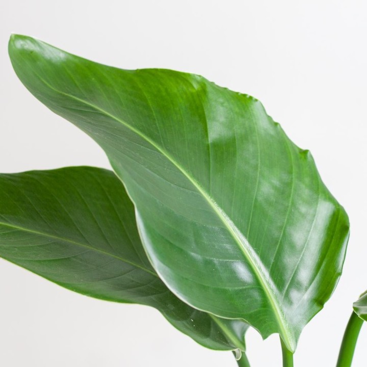 Strelitzia Nicolai With Viber Pot White - 80Cm - Ø21