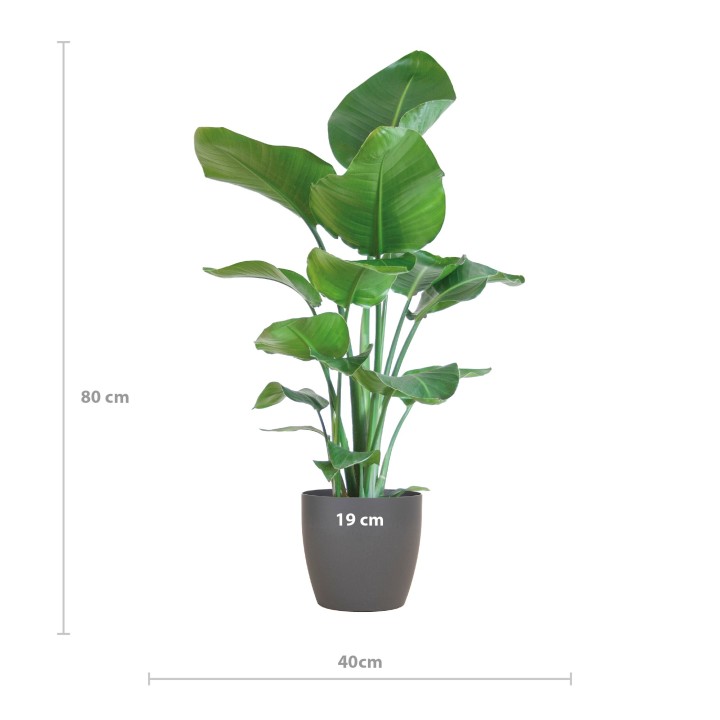 Strelitzia Nicolai With Viber Pot Gray - 80Cm - Ø21