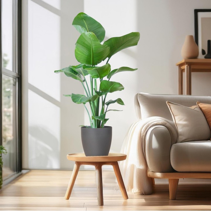 Strelitzia Nicolai With Viber Pot Gray - 80Cm - Ø21