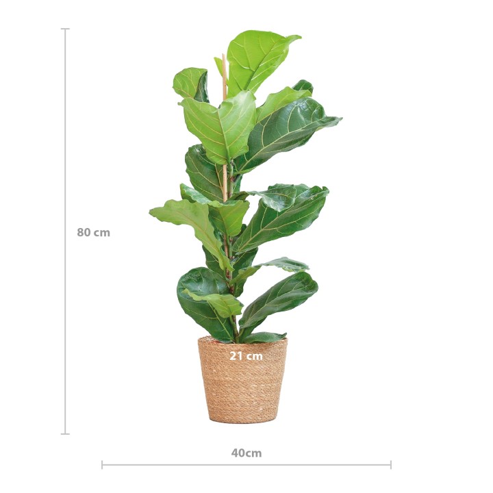 Ficus Lyrata With Basket Sofia Natural - 80Cm - Ø21